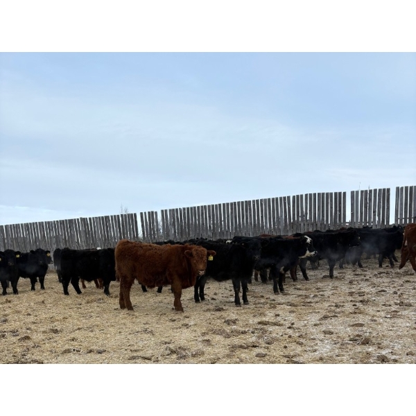 South View Ranch - 710# February Delivery Steers - 74 Head (Ceylon, SK)