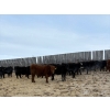 Image 1 : South View Ranch - 710# February Delivery Steers - 74 Head (Ceylon, SK)