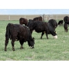 Image 4 : Copperfield Farming - 5 BWF 1st Calf Pairs (Vauxhall, AB)