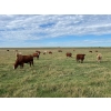 Image 3 : Valley Ranch - 975# October Grass Heifers - 65 Head (Dewberry, AB)