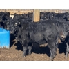 Image 12 : Jarokosky Farms - 800# March/April Delivery Heifers - 40 Head (Lethbridge, AB)