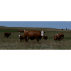 Image 7 : Stone Hill Ranch Ltd. - 500# October Delivery Steer Calves - 95 Head (Medicine Hat, AB)