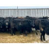 Image 2 : Riverview Farming Co. - 875# March Delivery Steers - 70 Head (Saskatoon, SK)