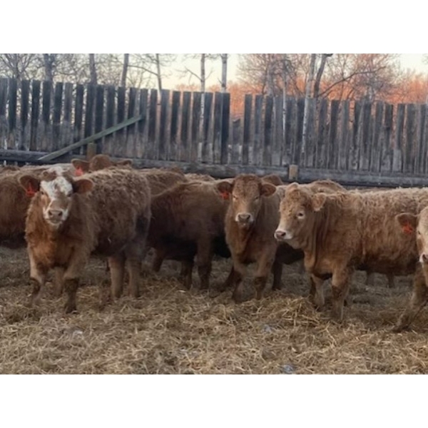 Leonard, Bonnie & Blair Zdan - 950# March Delivery Heifers - 50 Head (Alonsa, MB) VBP+