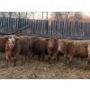 Image 1 : Leonard, Bonnie & Blair Zdan - 950# March Delivery Heifers - 50 Head (Alonsa, MB) VBP+