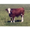 Image 2 : Mullen Land & Cattle Co. - 760# September Delivery Steer Calves - 80 Head (Peers, AB)