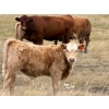 Image 7 : Jean Lamson - 630# October Delivery Steer Calves - 85 Head (Hanna, AB)