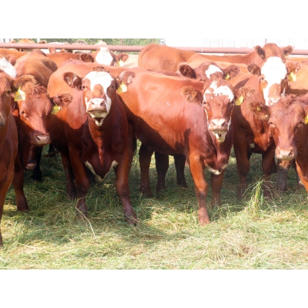 Taylor Enterprises Inc. - 875# September Delivery Grass Heifers - 70 Head (Wawota, SK)