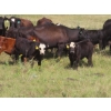 Image 8 : Hebert Livestock Ventures - 760# February Delivery Weaned Steers - 240 Head (Wawota, SK) VBP+