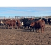Image 3 : Midpoint Farms - 1025# October Delivery Grass Steers - 120 Head (Drayton Valley, AB)