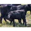 Image 15 : Owen Salisbury - 550# October Delivery Steer Calves - 50 Head (Norquay, SK)