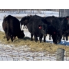 Image 6 : Gerald Retzlaff - 25 Black Angus/Black Angus X Bred Heifers (Fairlight, SK)