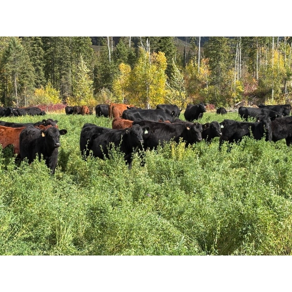 Kingsclere Ranch - 570# October Delivery Steer Calves - 100 Head (Parson, BC)