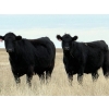 Image 5 : Kyle Torkelson - 25 Black Angus April/May Calving Bred Heifers (Millicent, AB)