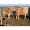Image 21 : Darcy, Colton & Blake Reinhardt - 700# October Delivery Steer Calves - 88 Head (Nightingale, AB)