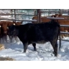 Image 2 : Regehr Land & Cattle - 2 Heifers (Pen 138)