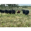 Image 2 : George Ranching - 1050# September Grass Steers - 49 Head (Marwayne, AB)
