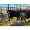 Image 3 : Crooked Creek Ranch - 4 Second Calvers (Pen 433)