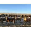 Image 4 : Cunningham Cattle Co. - 850# February Delivery Steers - 290 Head (Sundre, AB)