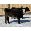 Image 7 : Cunningham Cattle Co. - 9 BBF Angus X Bred Heifers (Sundre, AB)
