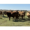 Image 5 : Glover Cattle Corp. - 1050# October Delivery Grass Heifers - 60 Head (Irricana, AB) VBP+
