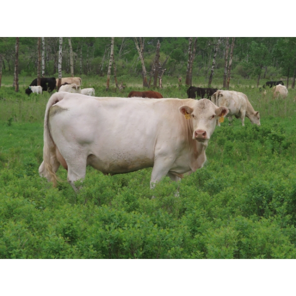 6 S Feeders Inc. - 1500# October Delivery Cows - 42 Head (Moosomin, SK)