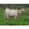 Image 1 : 6 S Feeders Inc. - 1500# October Delivery Cows - 42 Head (Moosomin, SK)
