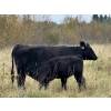 Image 5 : Muirhead Cattle Co. - 640# Steer Calves - 93 Head (Shellbrook, SK)