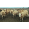 Image 2 : Amber Mountain Farms - 685# July Delivery Heifers - 87 Head (Vauxhall, AB)