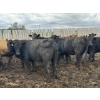 Image 9 : Cromer Cattle Company Inc. - 940# September Delivery Heifers - 64 Head (Cromer, MB)