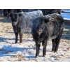 Image 3 : CDA Farms Ltd. - 900# February Delivery Steers - 50 Head (Lemberg, SK)