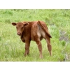 Image 5 : Pine Ranch Ltd. - 500# November Delivery Steer Calves - 95 Head (Morse, SK) VBP+