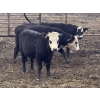 Image 6 : Midpoint Farms - 24 BBF April/May Calving Bred Heifers (Drayton Valley, AB)