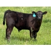 Image 2 : 9X Enterprises - 560# October Delivery Steer Calves - 75 Head (Patricia, AB)