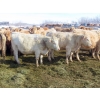 Image 7 : Frank Martens - 18 Cream/White Char X Bred Heifers (Theodore, SK)
