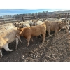 Image 2 : Lowe Ranches - 726# October Delivery Steer Calves - 77 Head (Nanton, AB)