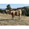 Image 4 : Einar & Judy & Logan & Emily Nelson - 620# October Delivery Steer Calves - 100 Head (Maycroft, AB)