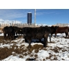 Image 3 : Antelope Butte Ranch - 769# March Delivery Steers - 75 Head (Lundbreck, AB) VBP+