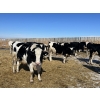 Image 4 : Lakeview Colony - 1600# Fed Holstein Steers - 40 Head (Unity, SK)