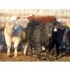 Image 4 : Willowside Ranch - 615# March Delivery Steers - 57 Head (Vibank, SK)