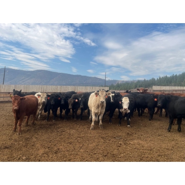 Westwold View Farms - 950# September Delivery Steers - 62 Head (Westwold, BC)