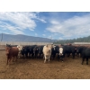 Image 1 : Westwold View Farms - 950# September Delivery Steers - 62 Head (Westwold, BC)