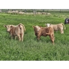 Image 8 : J&E Farms Ltd. - 650# November Delivery Steer Calves - 90 Head (Tilley, AB)