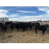 Image 2 : Lowe Ranches - 706# March Delivery Heifers - 54 Head (Nanton, AB)