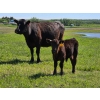 Image 7 : Allan & Janet Nameth - 600# November Delivery Steer Calves - 95 Head (Cupar, SK) VBP+