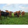 Image 8 : Double J Crop & Cattle Co.  - 650# September Delivery Steer Calves - 80 Head (Rimbey, AB)