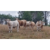Image 2 : Ootsa Lake Cattle Co. - 980# September Delivery Grass Steers - 63 Head (Ootsa Lake, BC)