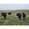 Image 3 : Wintering Hills Colony - 640# October Delivery Heifer Calves - 95 Head (Hussar, AB)