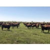 Image 8 : Lazy T Ranch - 1025# August Delivery Grass Heifers - 240 Head (Indian Head, SK) 