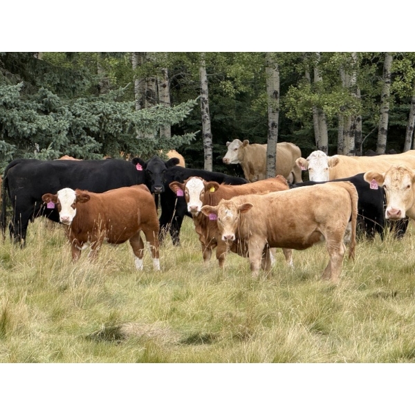 Tanner & Michelle Lawton - 600# Oct/Nov Delivery Heifer Calves - 40 Head (Eckville, AB)